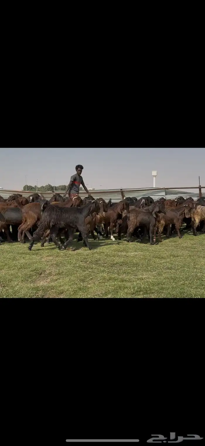 جذعات قبرصيات فاخره 70 راس كلش جذعه 13