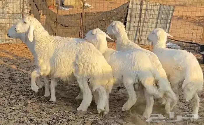 للبيع.بهم حري تفريد ذبائح 1