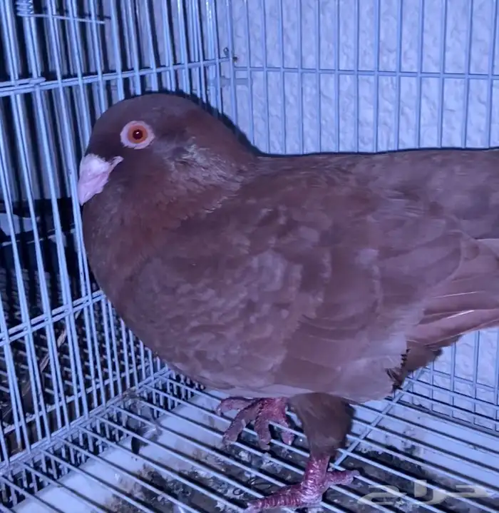 اعرض لكم حمام زاجل وفرنسي 14