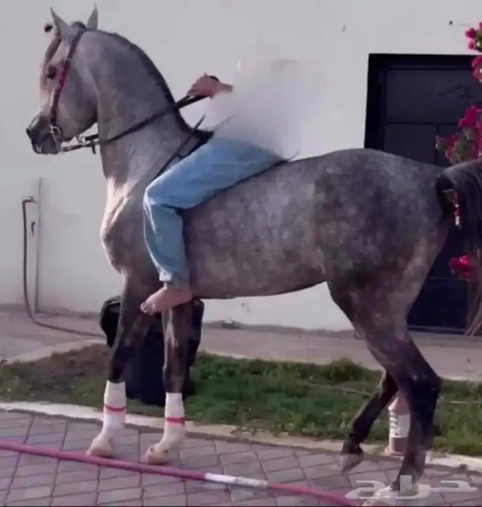 عسف خيول باقل سعر 0