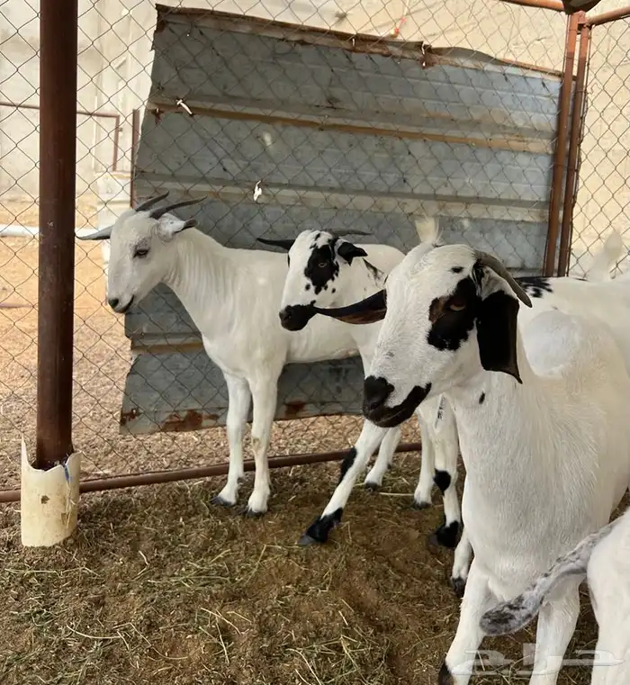 مشروع فحل بيشي 3