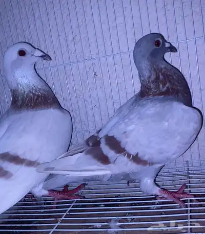 اعرض لكم حمام زاجل وفرنسي index