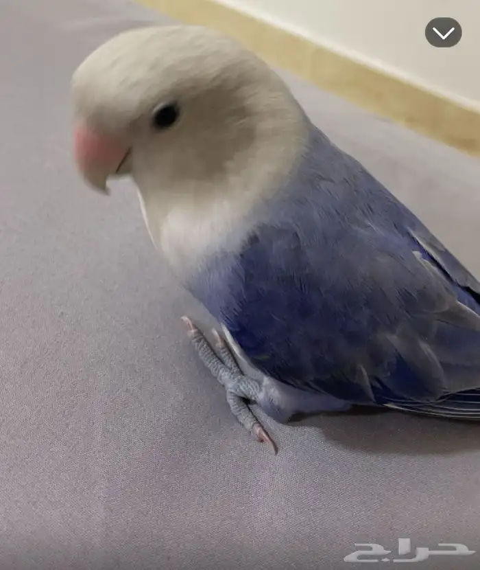 طير روز ضايع الي يحصله مكافأه ماليه 250 ريال 5