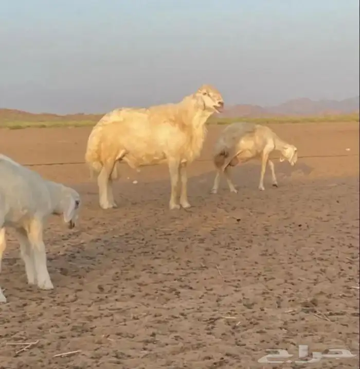 طلي مشروع فحل 2