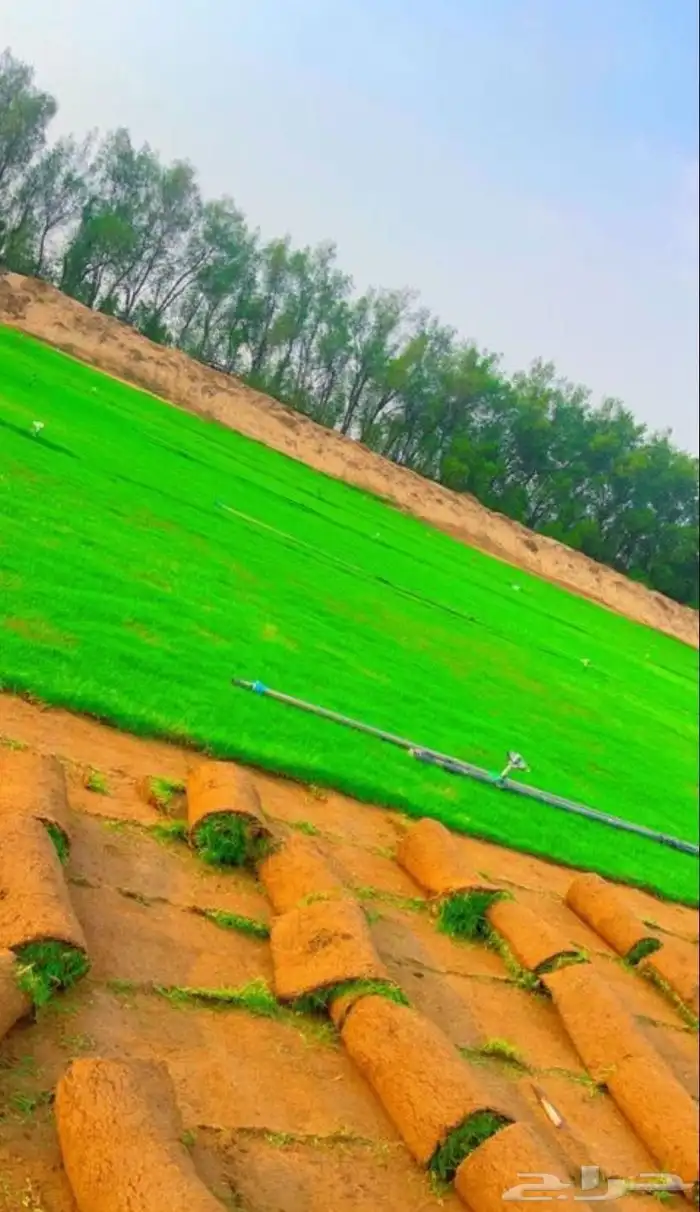 للبيع نجيله خضراء عشب اخضر طبيعي 4