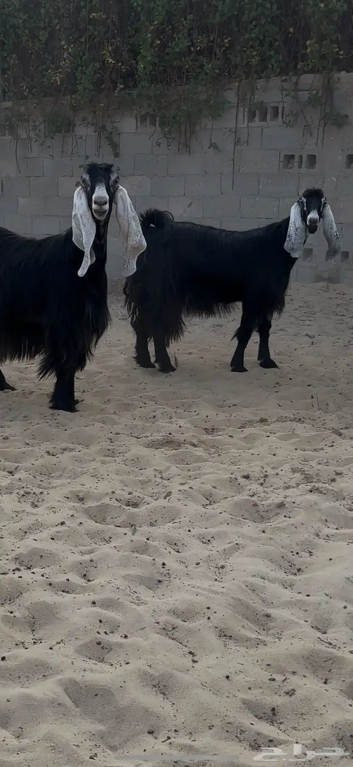 عوارض دفيع فواخر 4