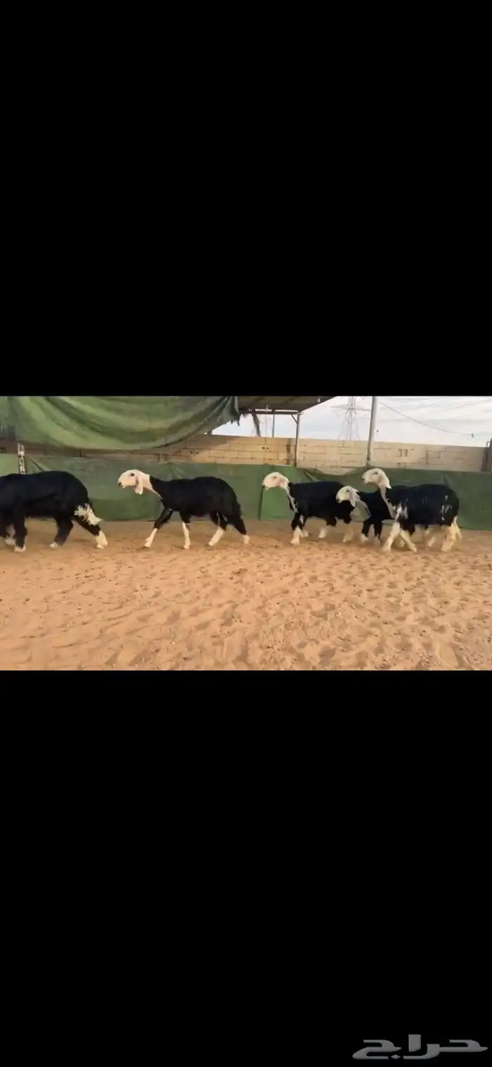 عرض بيع غنم نجد 4