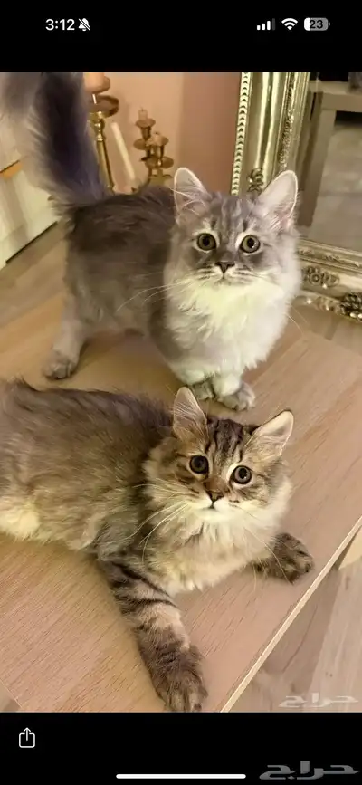 قطط صغيرة كيتنز index