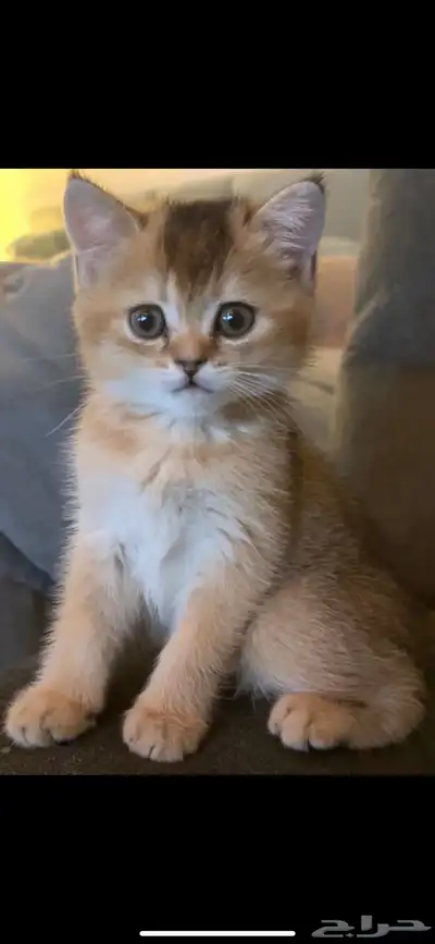 سكوتش قولد بيور index