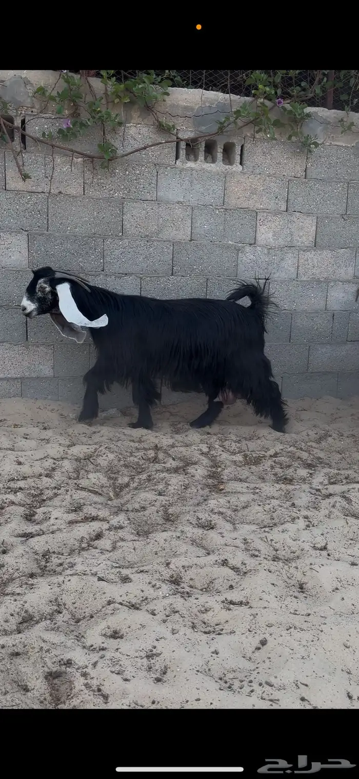 عوارض دفيع فواخر 2