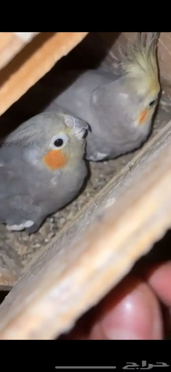 جوز كروان منتج من قبل والحين تحته 3 بيضات 0