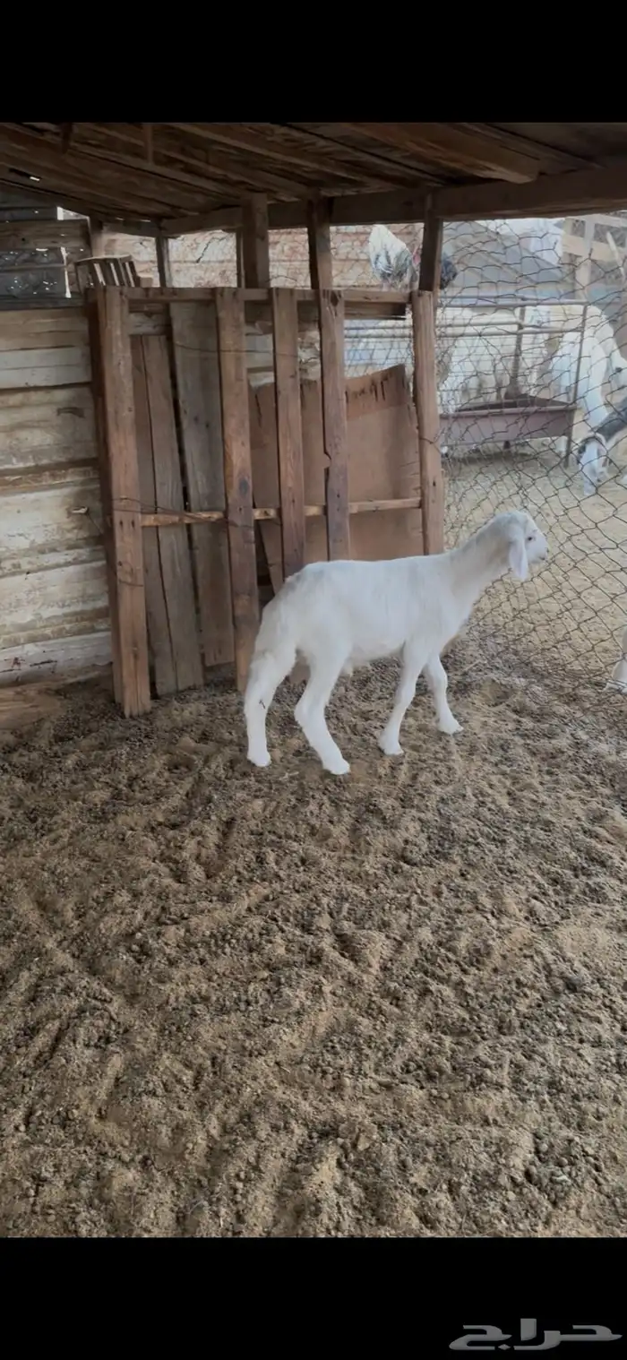 داغور شهر ونص 0