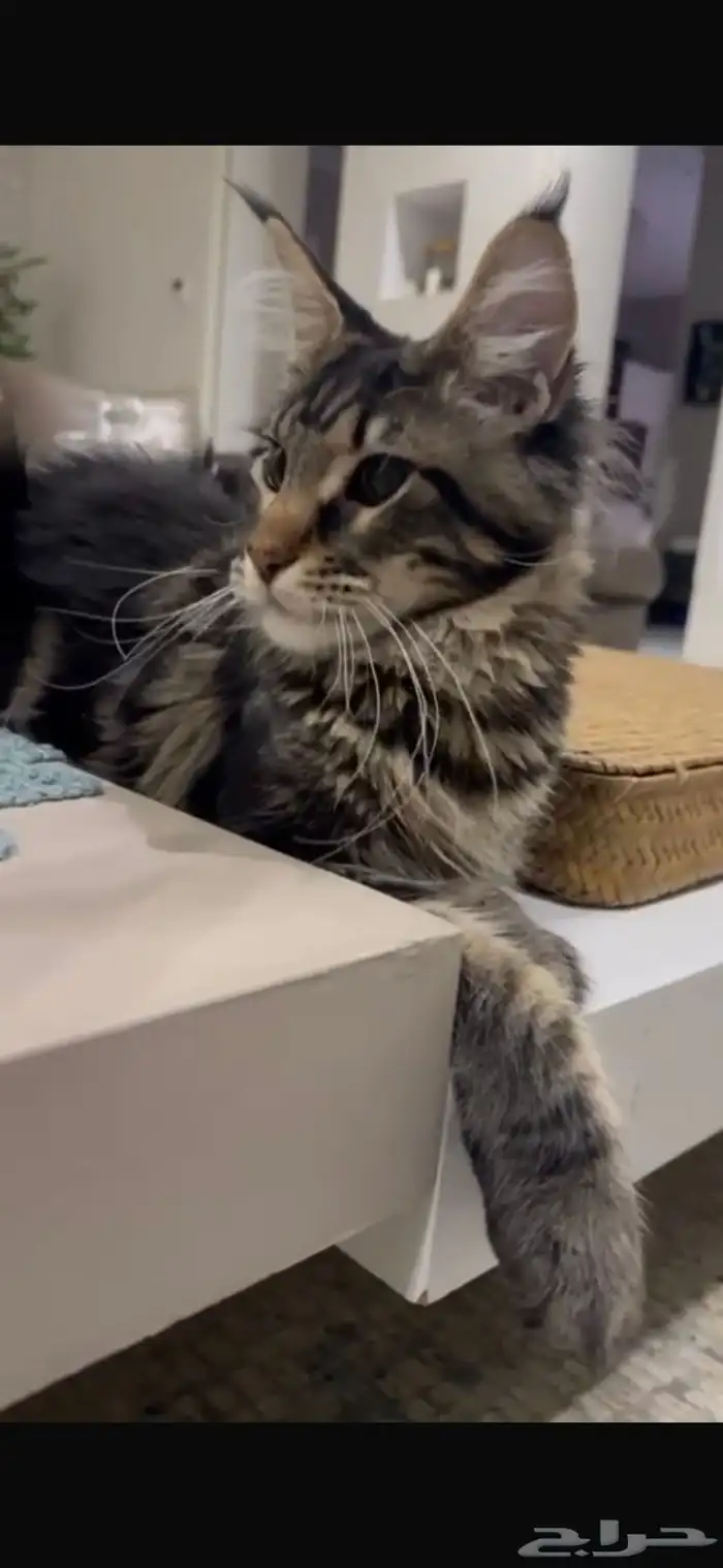 قطط ماين كون للبيع 2