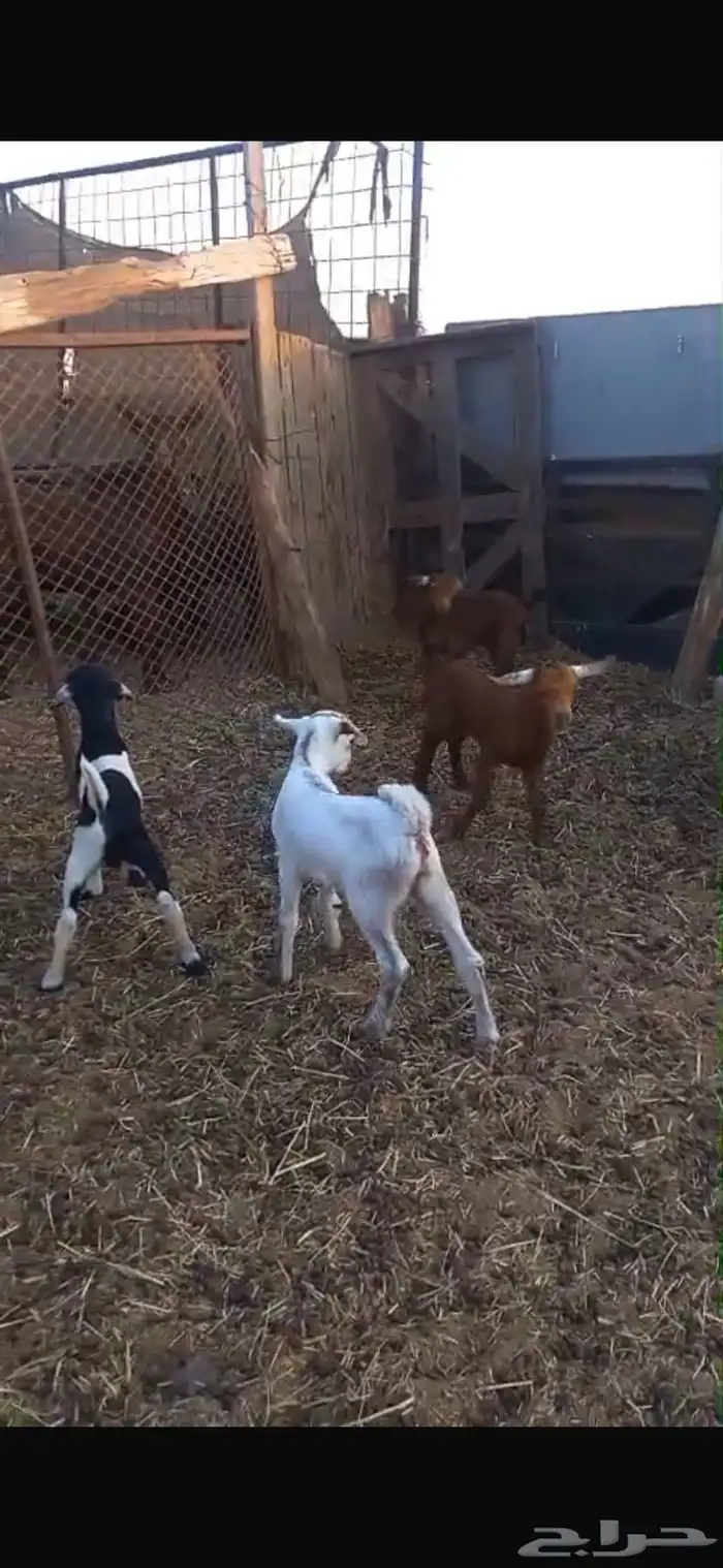 معزه بيشي والبهم دهم محايلي 4