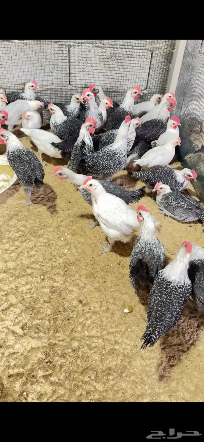 للبيع ديوك فيومي شبابي و الامنيوم 0