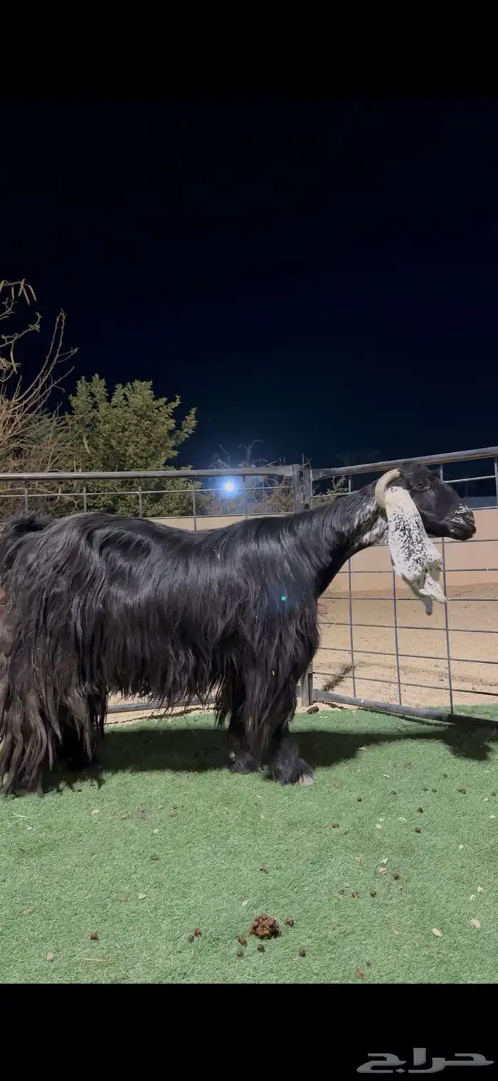 عنز عارضيه خصم 3