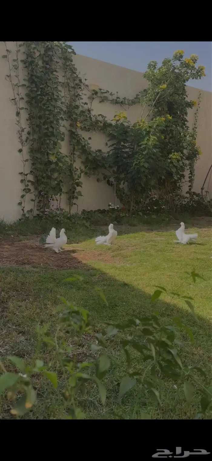 رقاصي هندي درجة الاولى .. 2