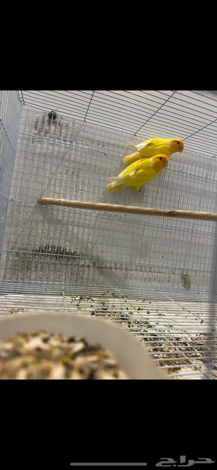 طيور روز منتج 1