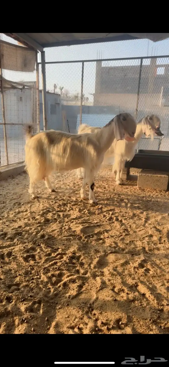 عرض طيب وخصمم لأهل النظر وعشاق النوادر 5