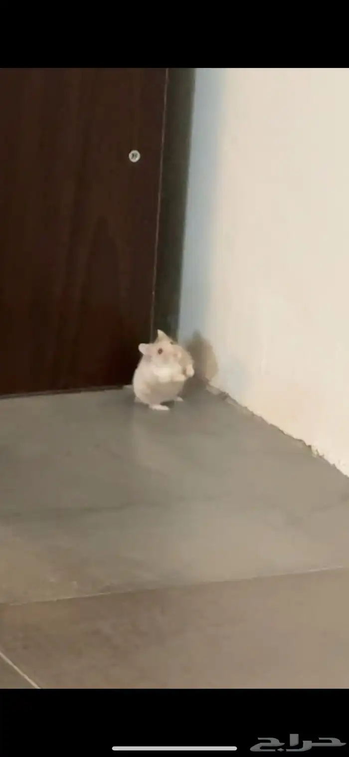 هامستر للبيع 1