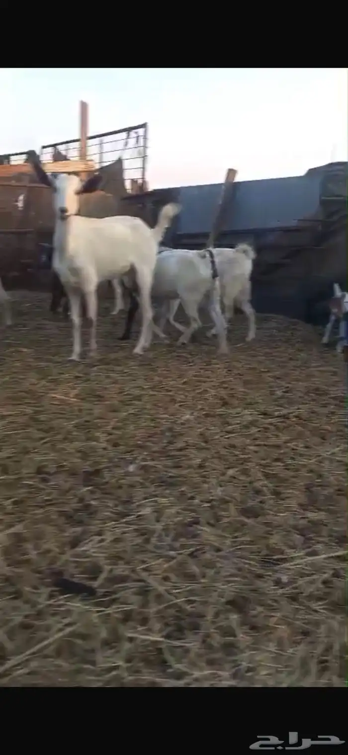 معزه بيشي والبهم دهم محايلي 2