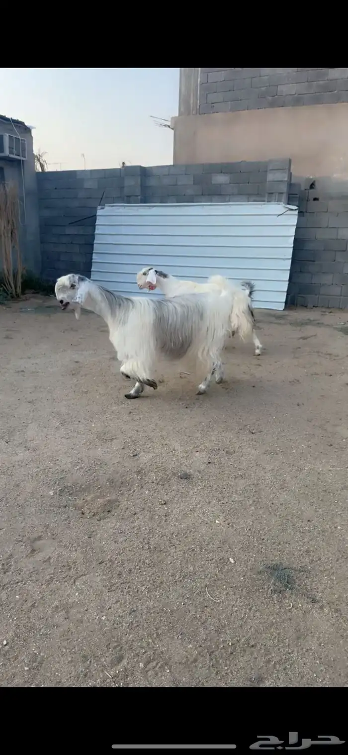 عرض طيب وخصمم لأهل النظر وعشاق النوادر 4