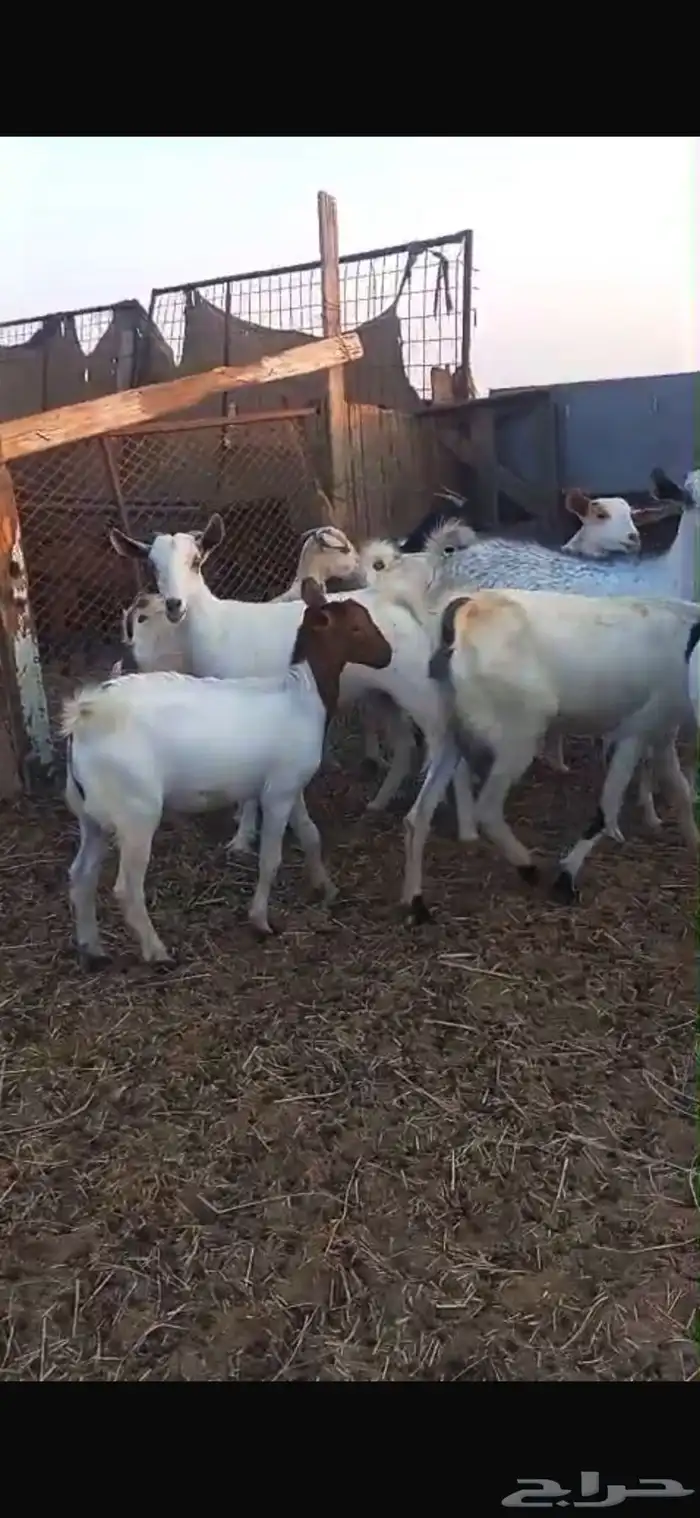 معزه بيشي والبهم دهم محايلي 0