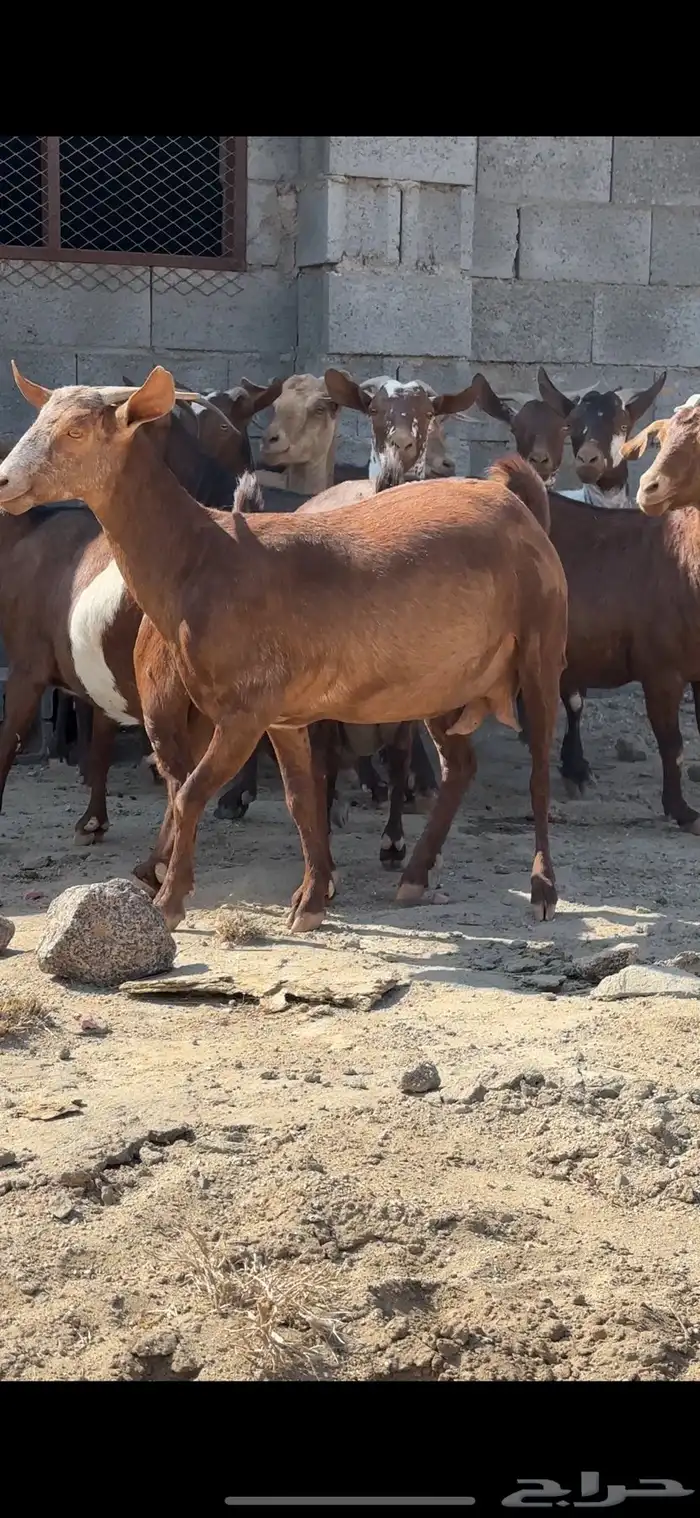 معزا دفيع قرايب تم البيع 2