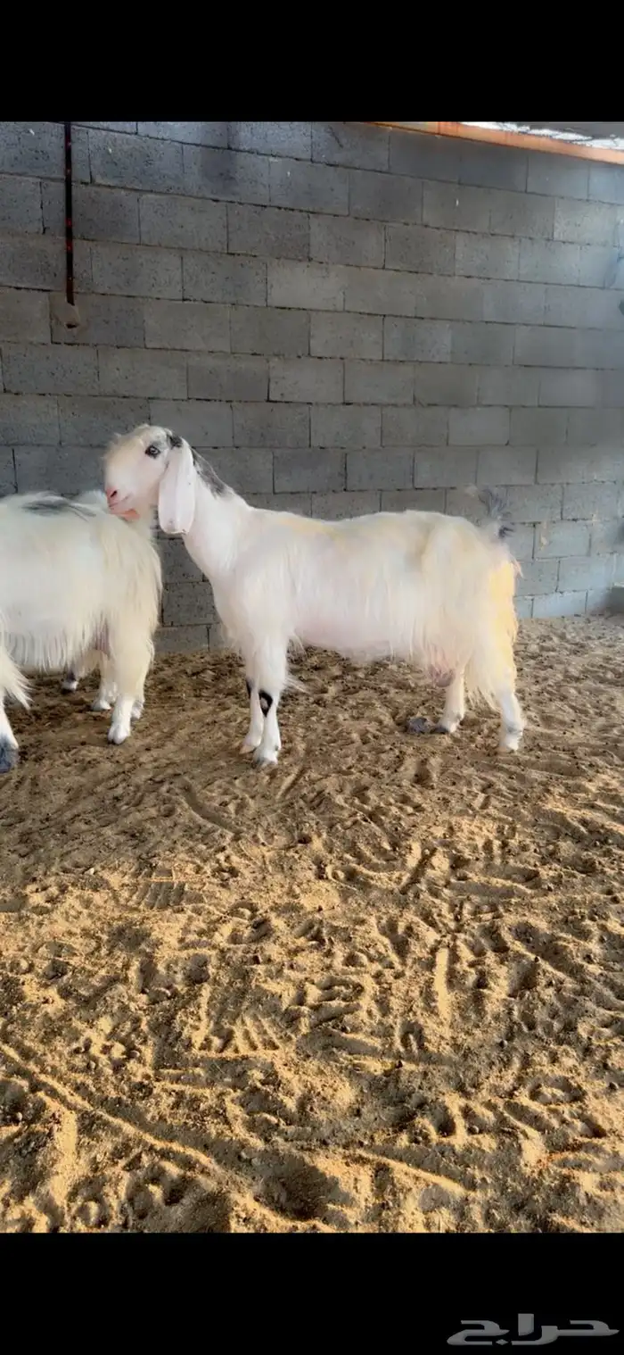 عرض طيب وخصمم لأهل النظر وعشاق النوادر 8