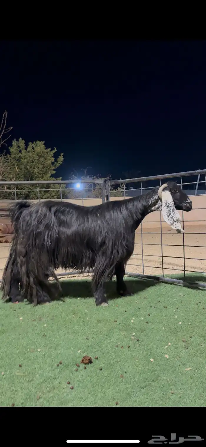 عنز عارضيه خصم 0