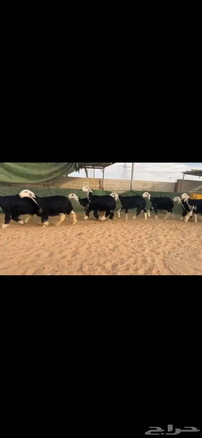 عرض بيع غنم نجد 6