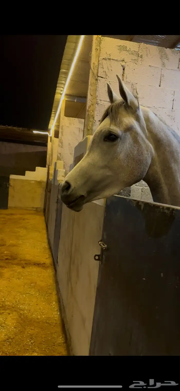 فرس واهو مكس 0