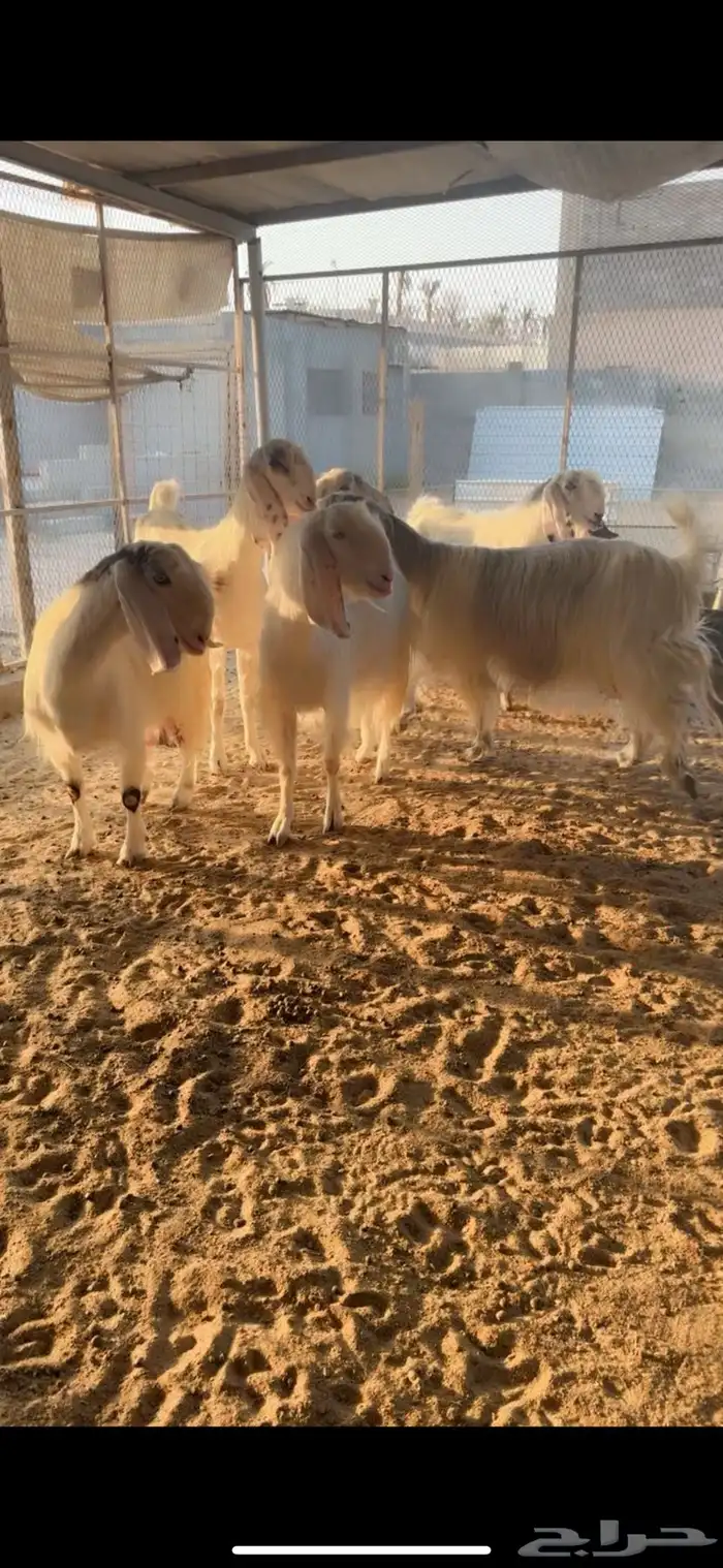 عرض طيب وخصمم لأهل النظر وعشاق النوادر 7