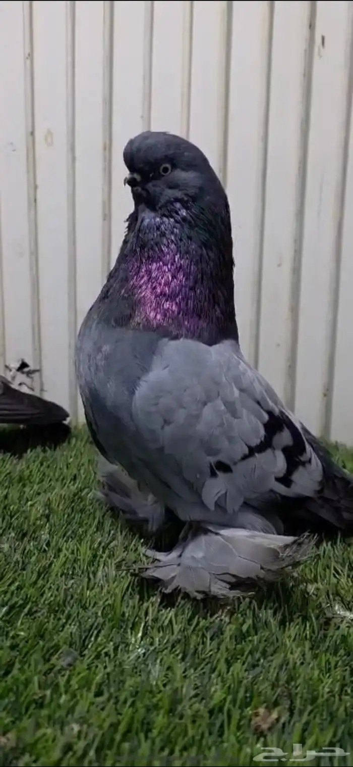 جوز لونق فيس 3