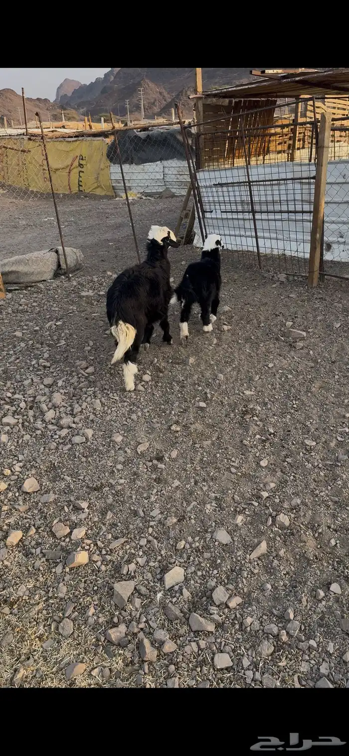 ارخ نجادة فاخرة واحدة عمرها 7شهور ووحدة عمرها 4شهور نظيف 0