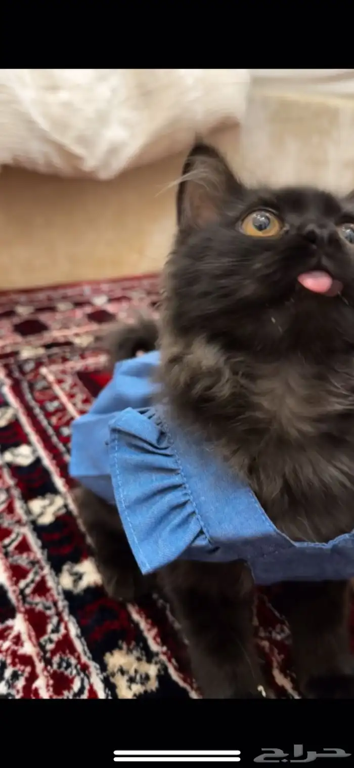 قط للبيع ب 150 0