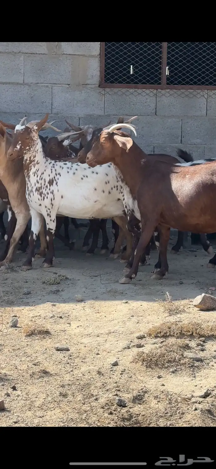 معزا دفيع قرايب تم البيع 9