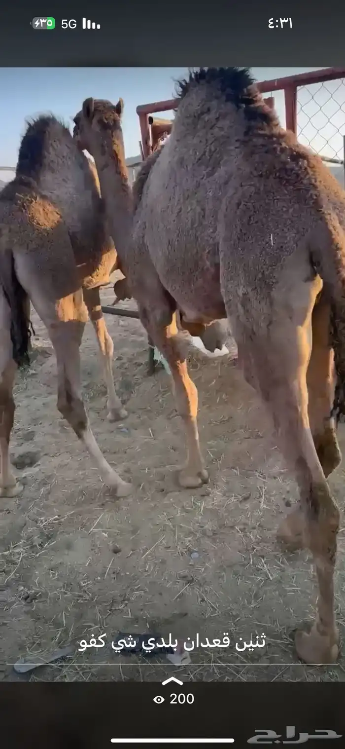 قعدان بلدي كفوو وفيه توصيل 2