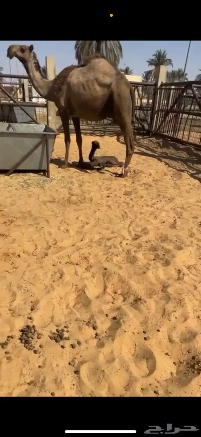 للبيع خلفه معها حواره كفوو غرنوقيه 0