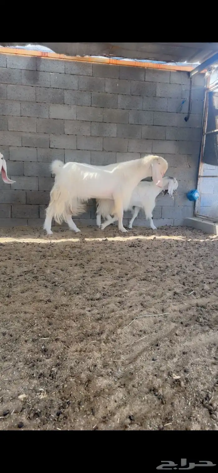 عرض طيب وخصمم لأهل النظر وعشاق النوادر 1