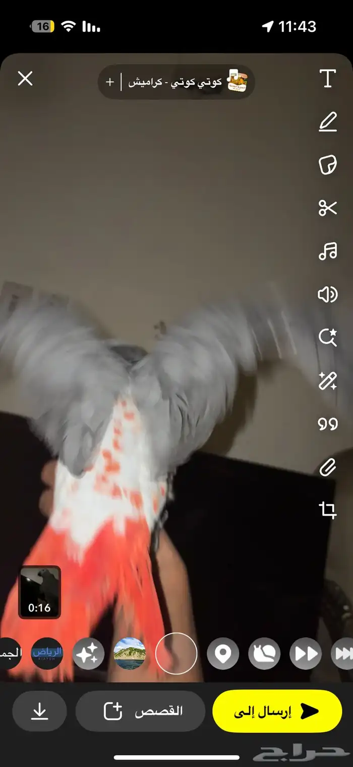 ببغاء كاسكو افريقي طفرة حمرا 5