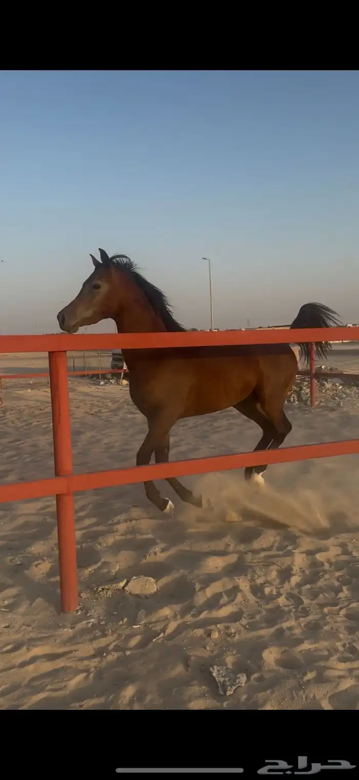 حصان شيخ فاخر 1