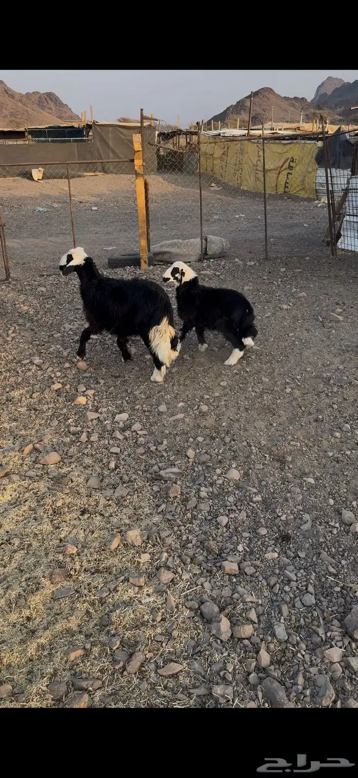 ارخ نجادة فاخرة واحدة عمرها 7شهور ووحدة عمرها 4شهور نظيف 2