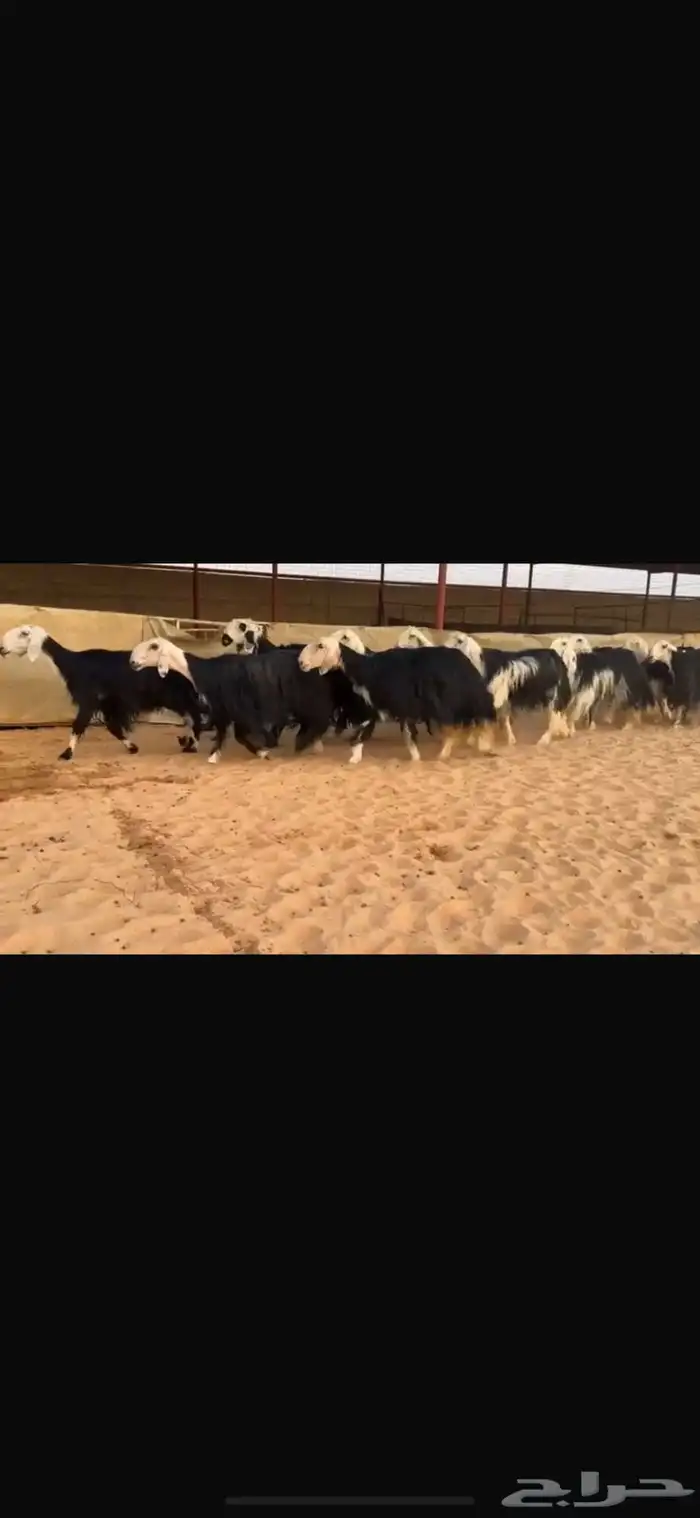 عرض بيع غنم نجد 3