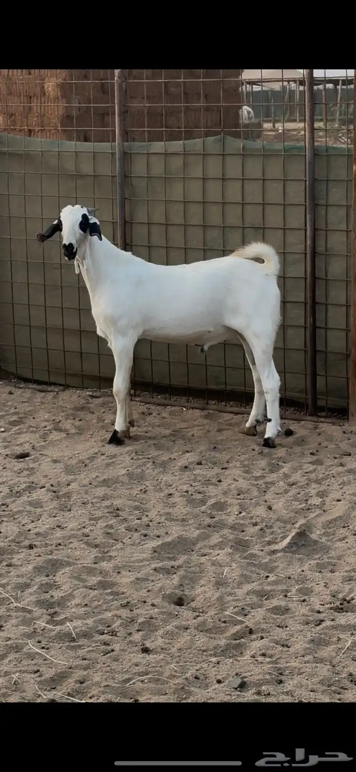 جده الغولاء 0