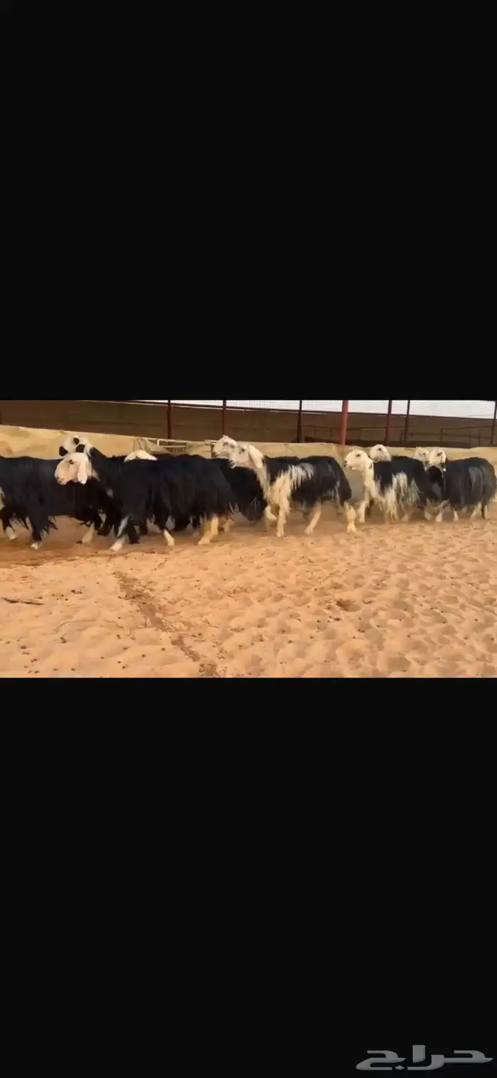 عرض بيع غنم نجد 1