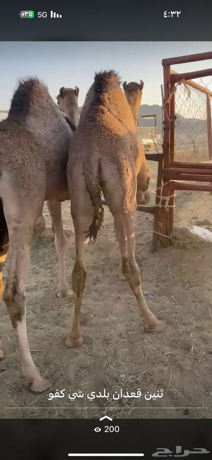 قعدان بلدي كفوو وفيه توصيل 0