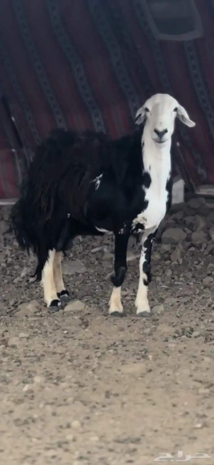 شاه صنف فارعه للبيع 0