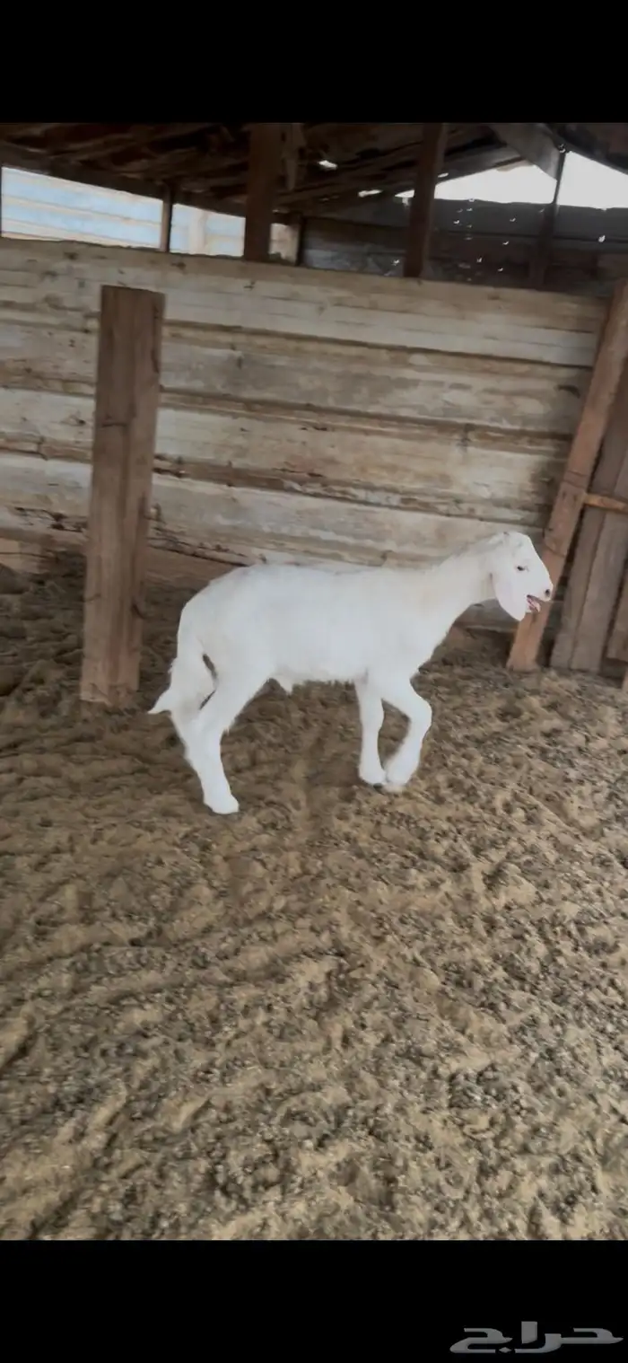 داغور شهر ونص 1