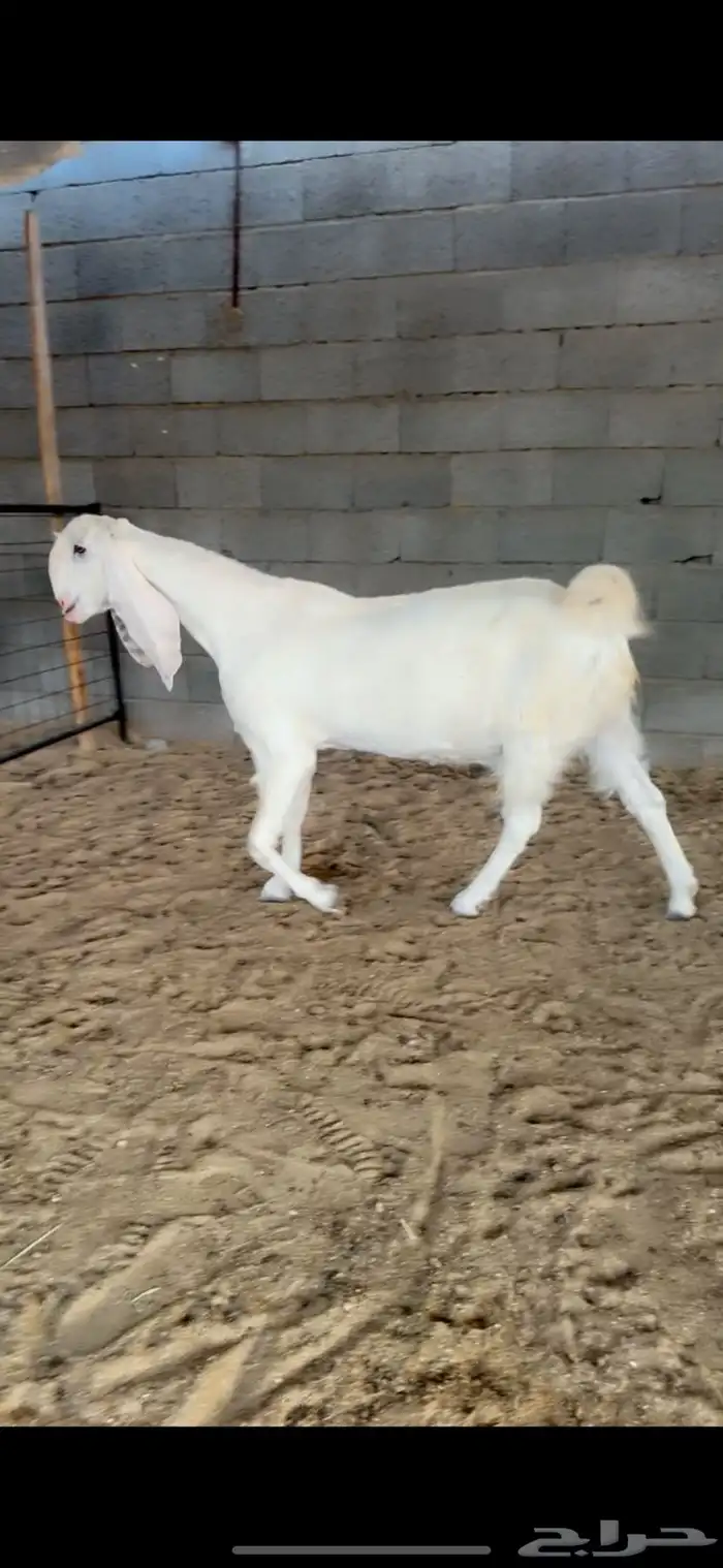 عرض طيب وخصمم لأهل النظر وعشاق النوادر 9